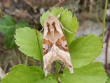 Angle Shades Moth