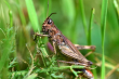 Brown Grasshopper