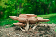 Fungi image2