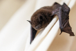 pipistrelle bat small2